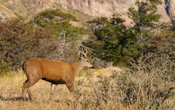 Huemul deer in Patagonia