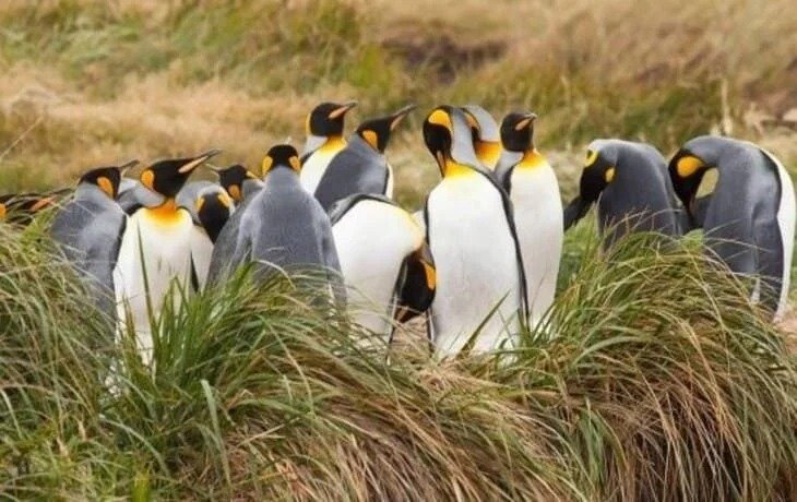 Penguins in Patagonia