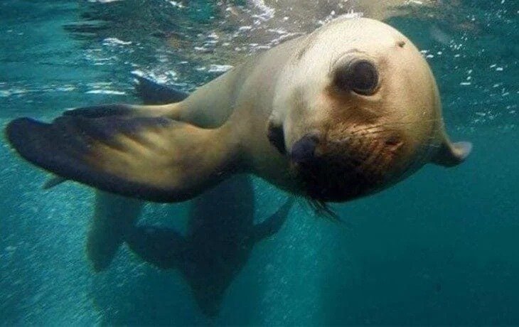 Seals and Sea Lions in Patagonia