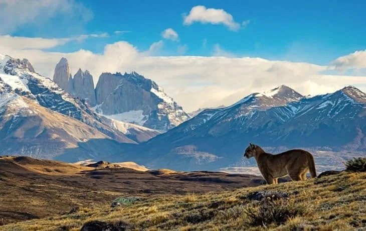 Patagonia Wildlife Overview