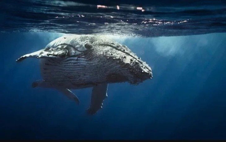 Whales in Patagonia