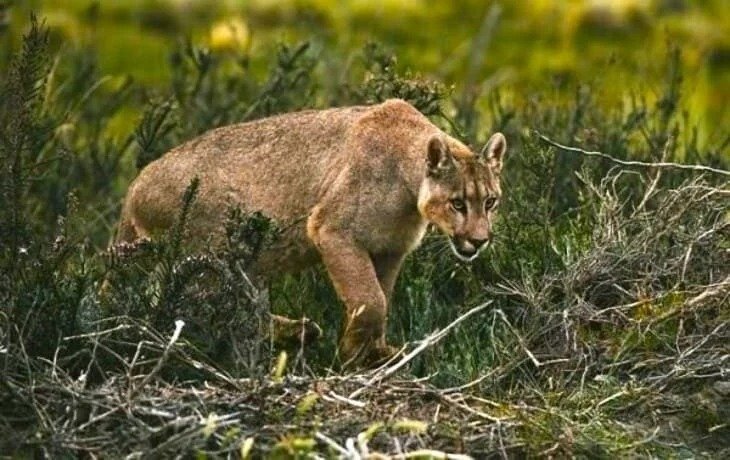 Puma in Patagonia